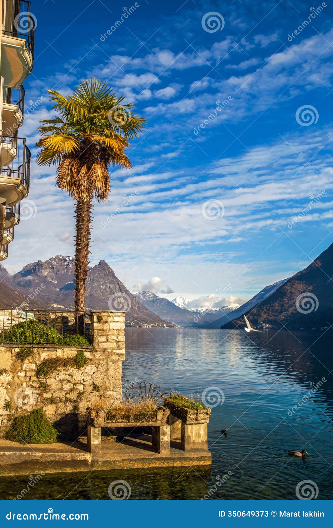 amazing view on lke lugano with palm trees and snowcapped mountains in distane - swiss alpds