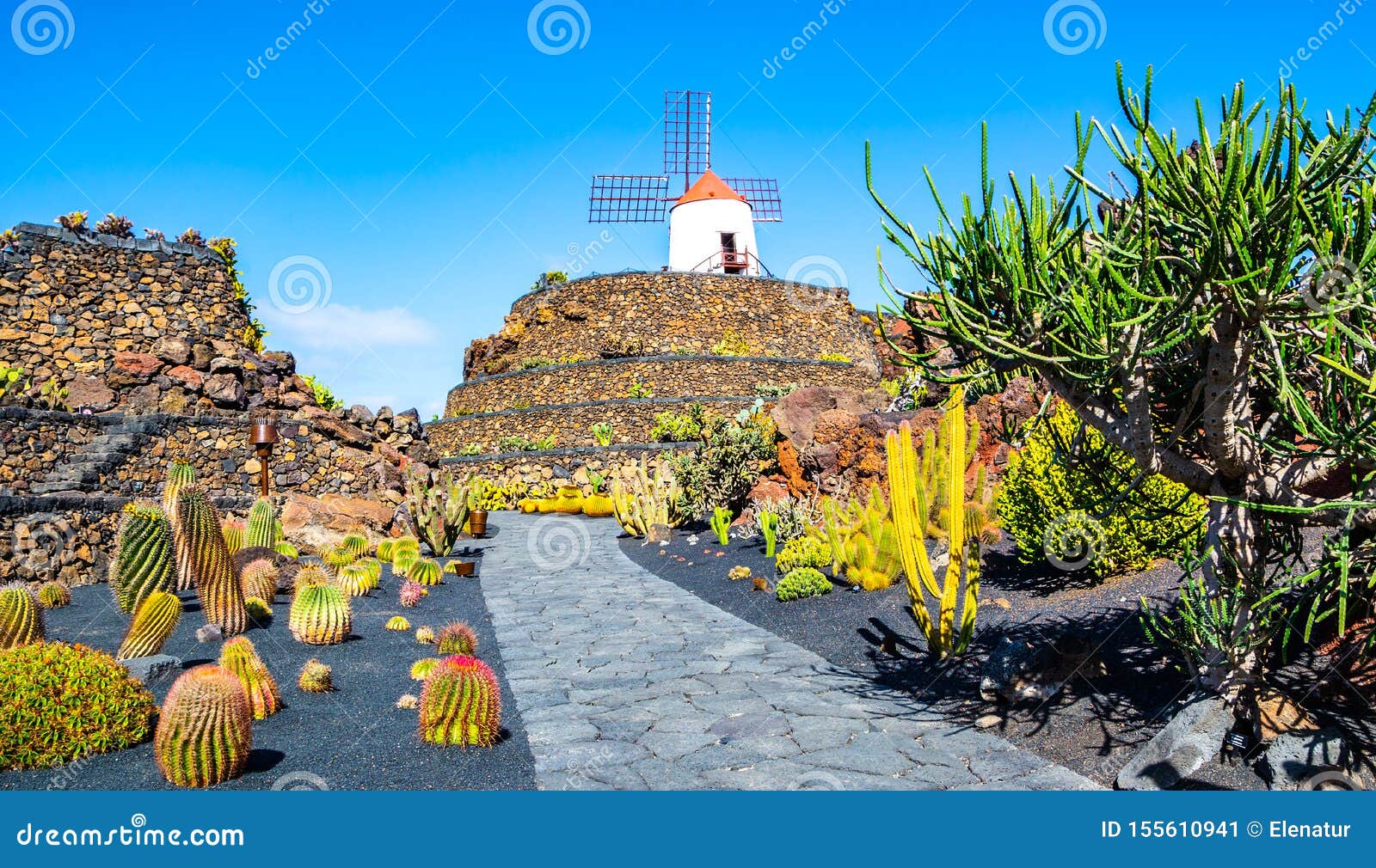 amazing view of tropical cactus garden jardin de cactus in guatiza village. location: lanzarote, canary islands, spain. artistic