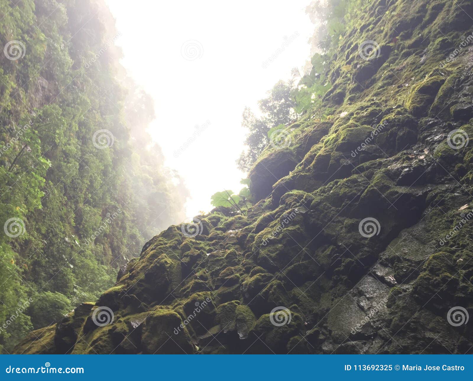 amazing view when walking in the rainforest, costa rica. bonitos paisajes en costa rica.