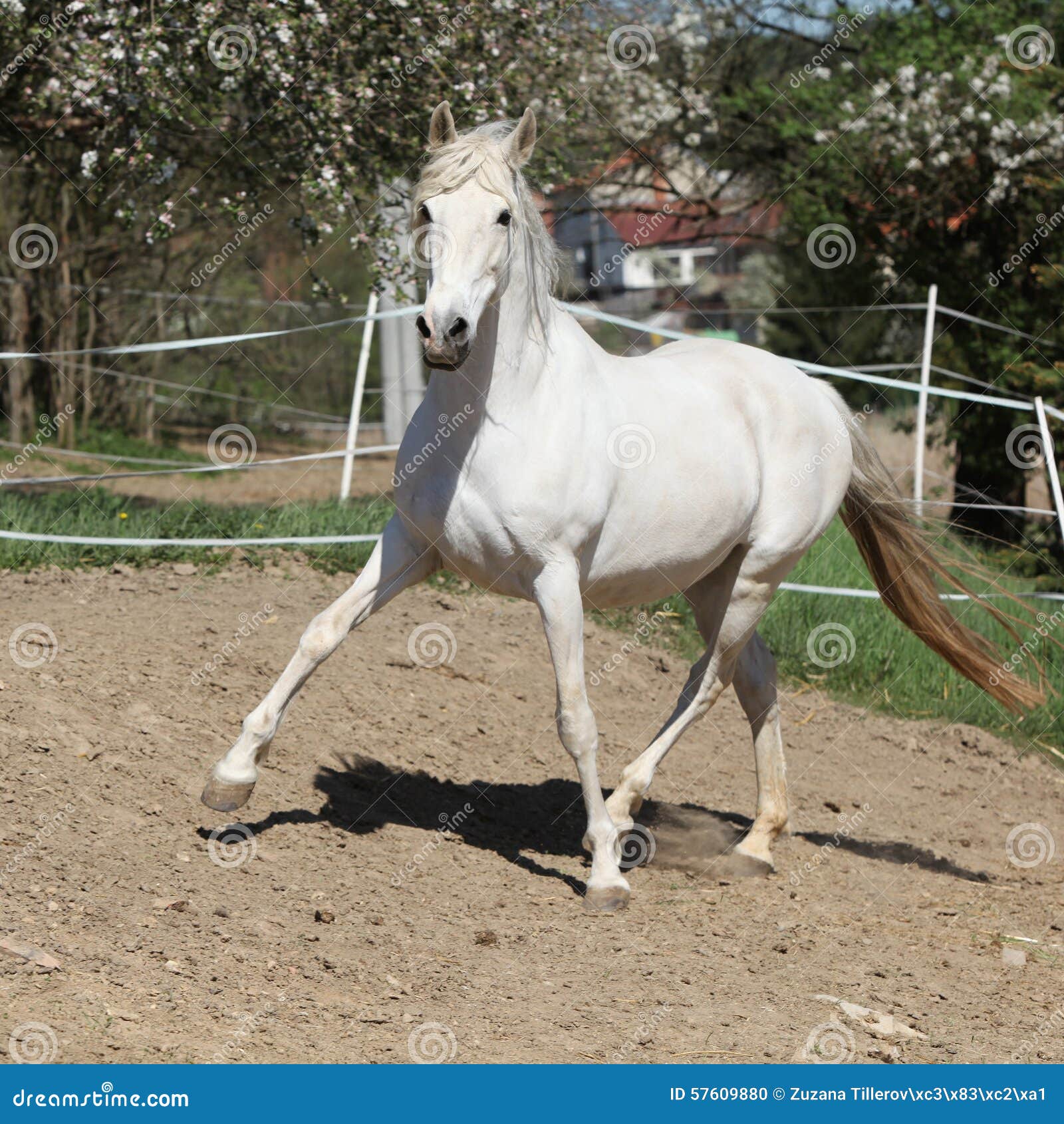 Amazing White Andalusian Mare Stock Photo Image of young, domestic