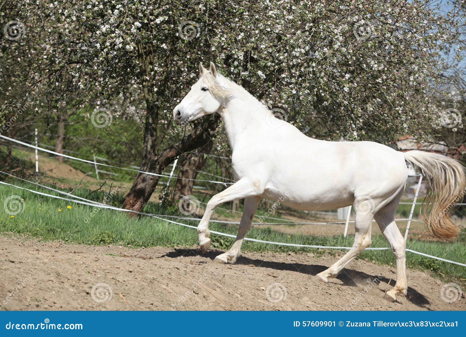 Amazing White Andalusian Mare Stock Image Image of gallop, color