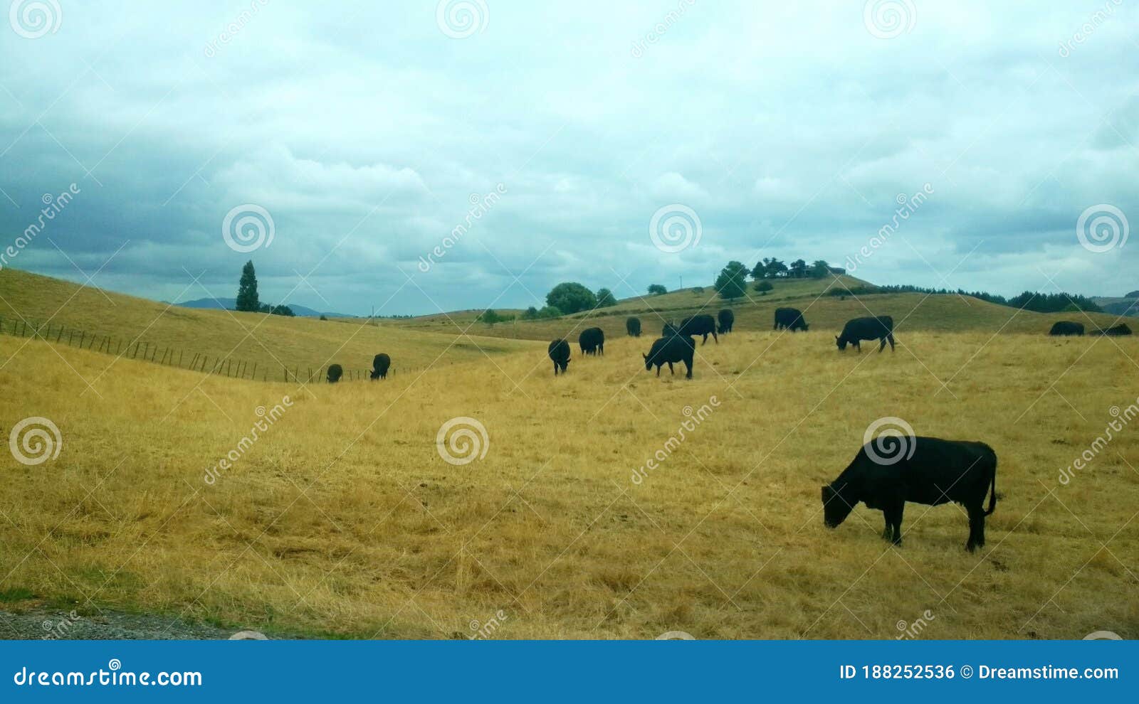 forkæle Maryanne Jones Desværre Amazing and Wild Nature of New Zealand Stock Photo - Image of mountains,  green: 188252536