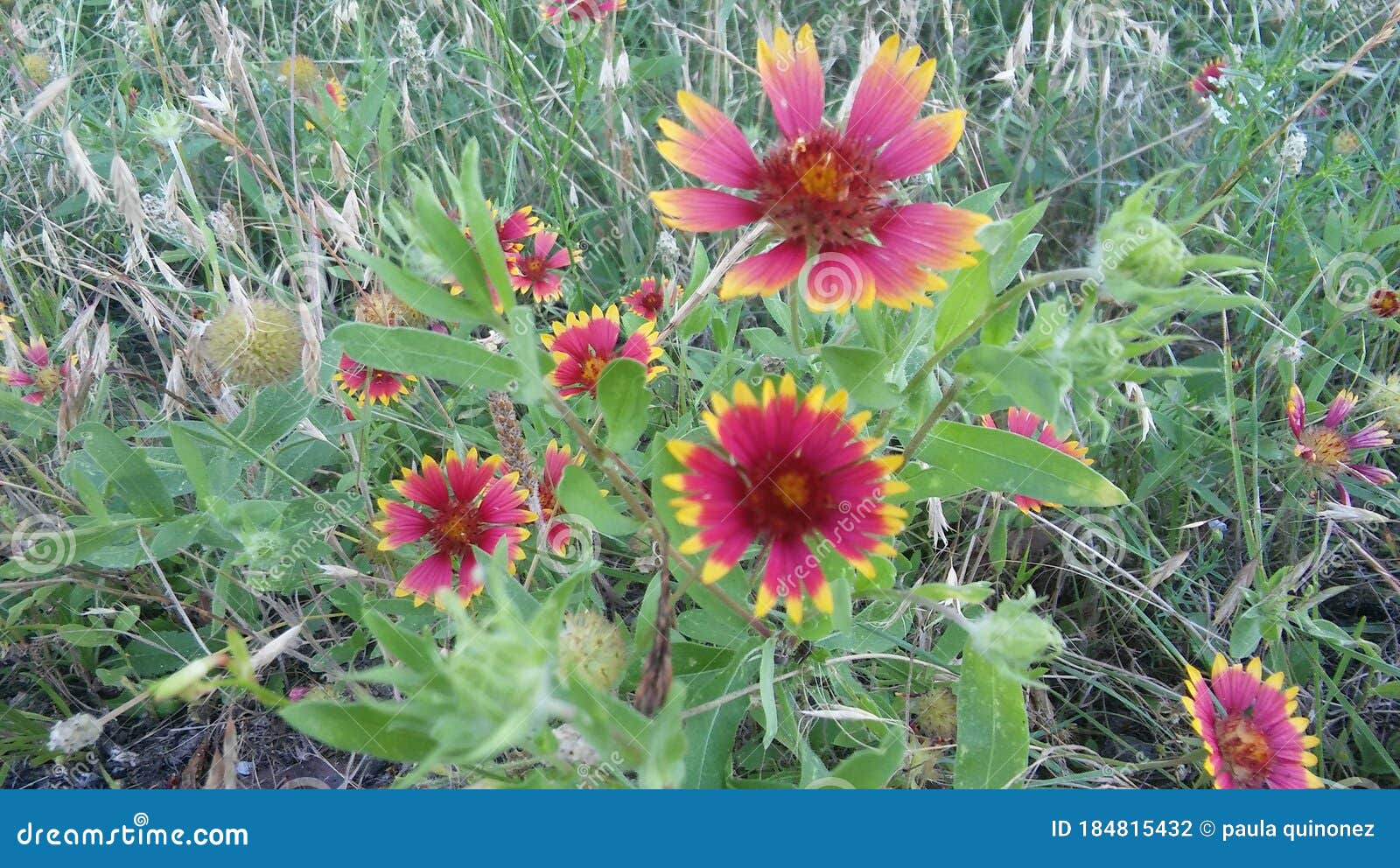 amazing wildflowers on the praire