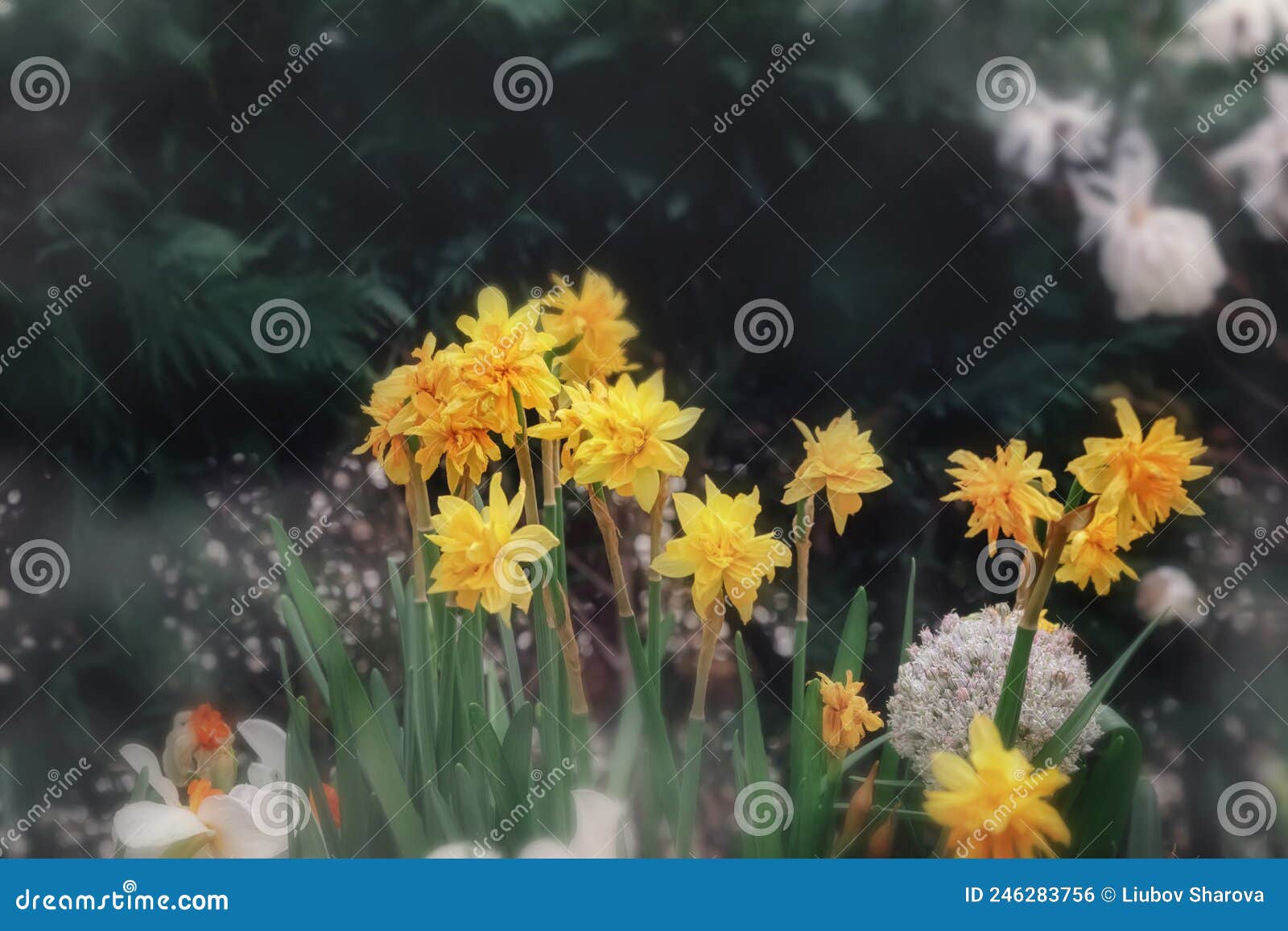 Amazing Yellow Daffodils Flower Field In The Sunlight The Perfect