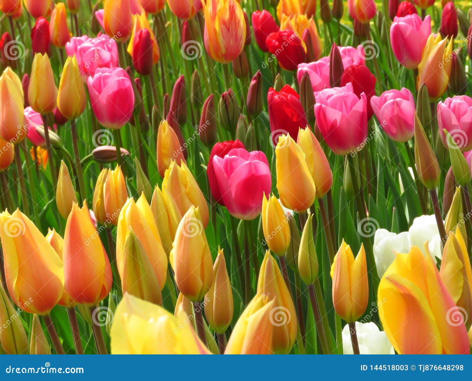 Amazing Yellow Red Diverse Tulips and Tulip Buds Blooming in a Park ...