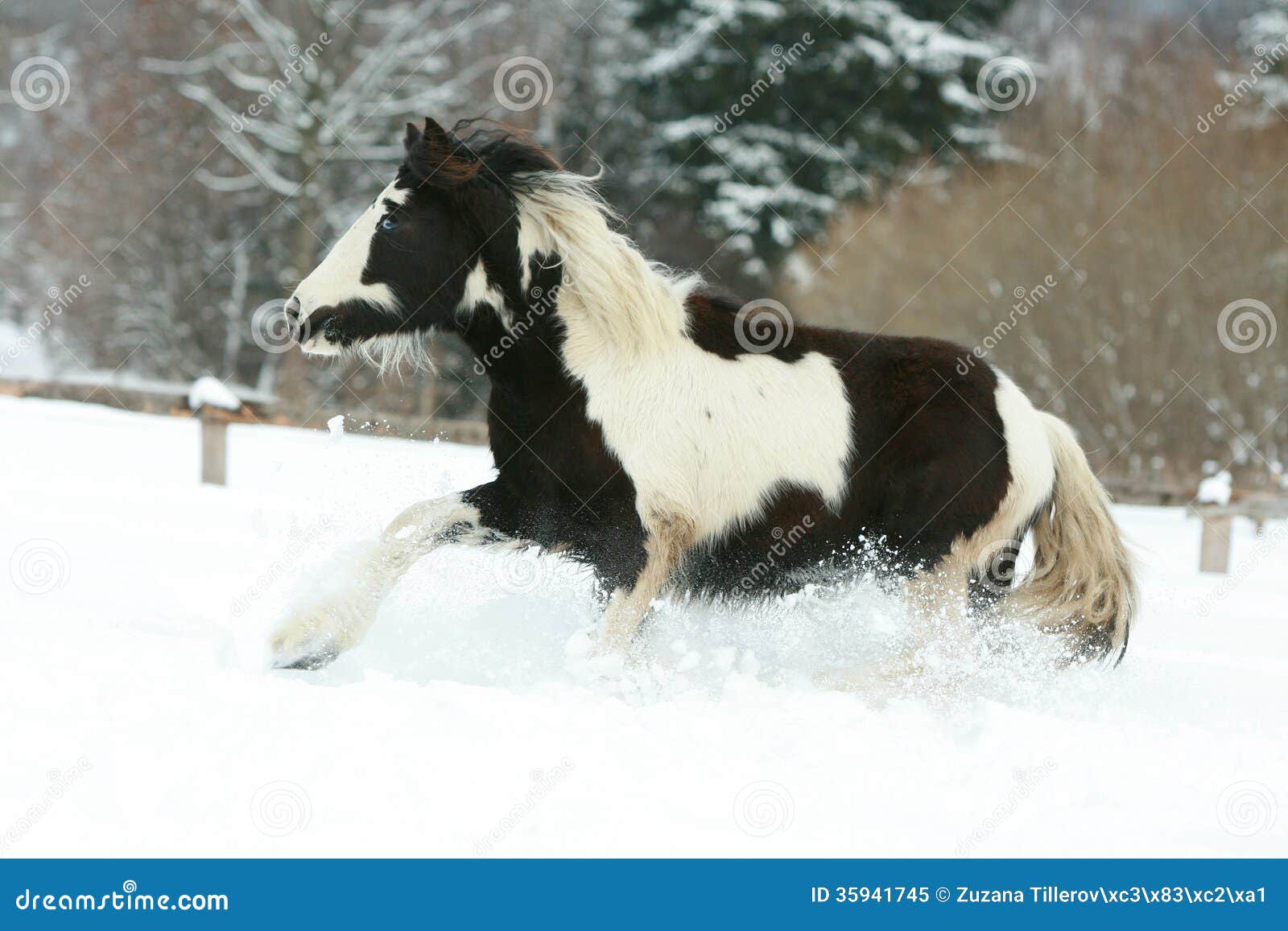 amazing young irish cob running in winte