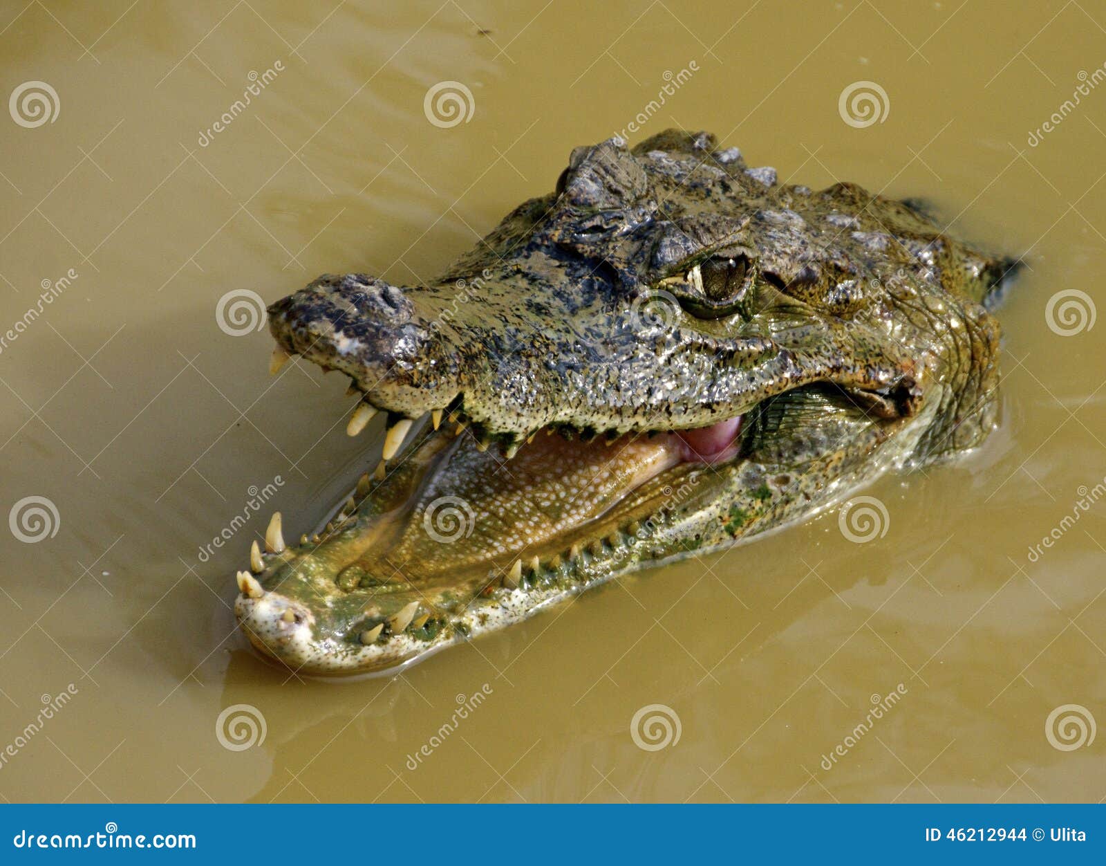 amazon crocodile