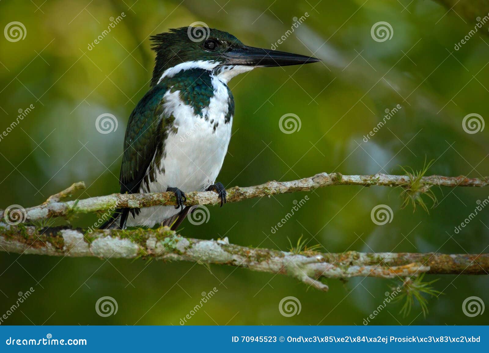 amazon kingfisher, chloroceryle amazona. green and white kingfisher bird sitting on the branch. kingfisher in the nature habitat