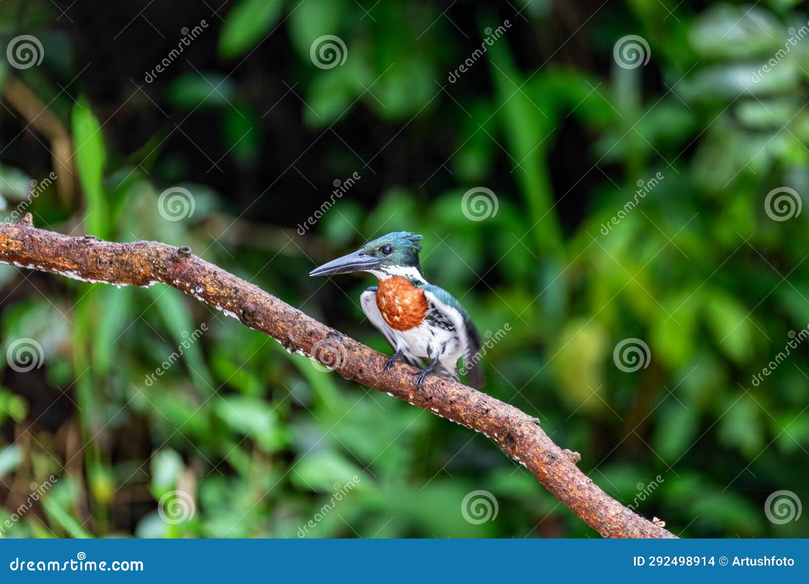 amazon kingfisher, chloroceryle amazona, refugio de vida silvestre cano negro, wildlife and bird watching in costa rica