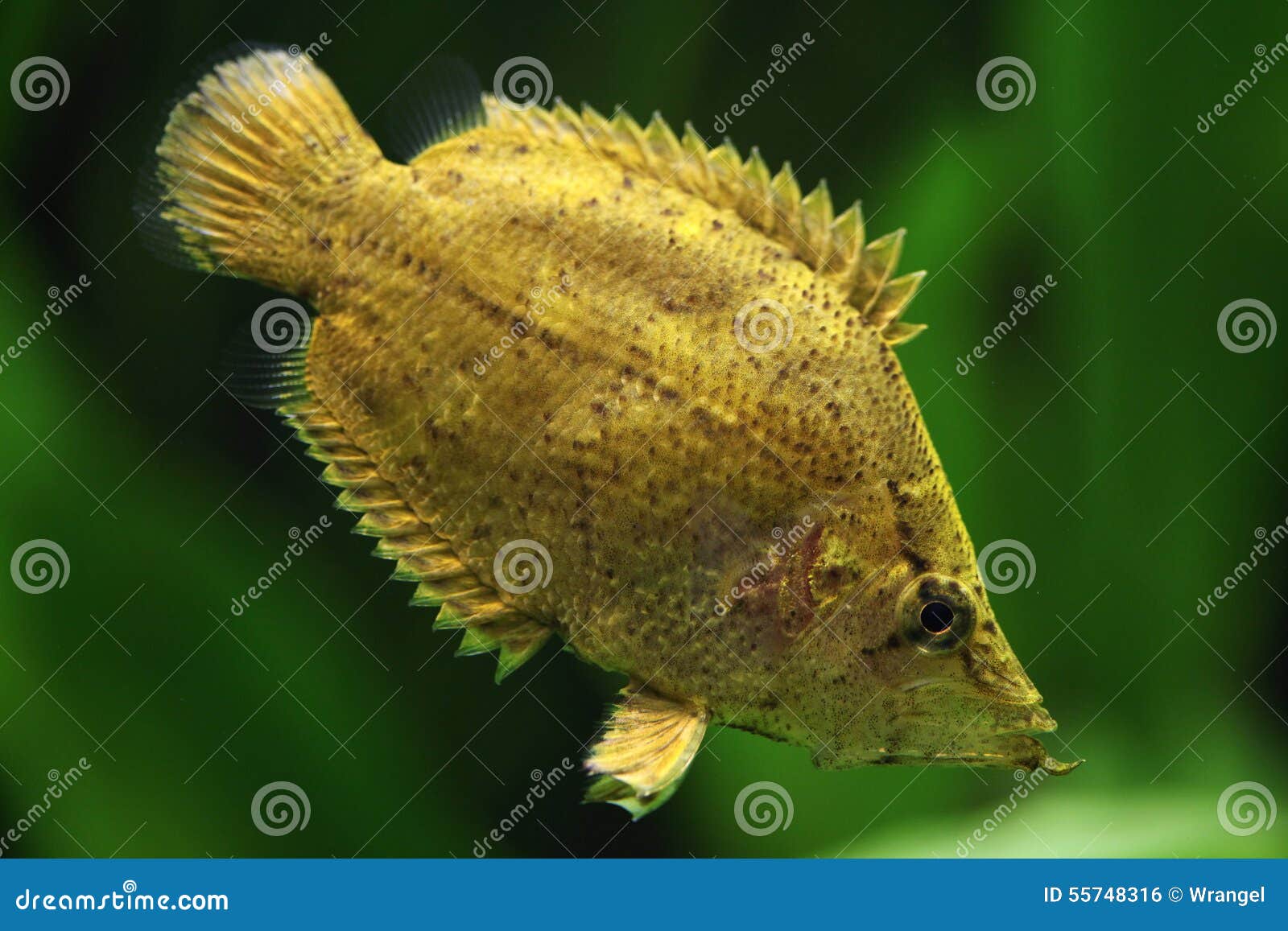 Amazon Leaf Fish (Monocirrhus Polyacanthus) Stock Photo Image of brazil, leaf 55748316