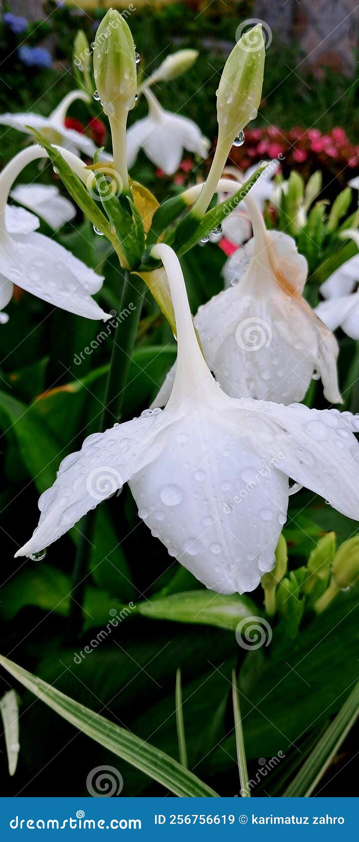 Amazon Lily Covered Droplets Water Stock