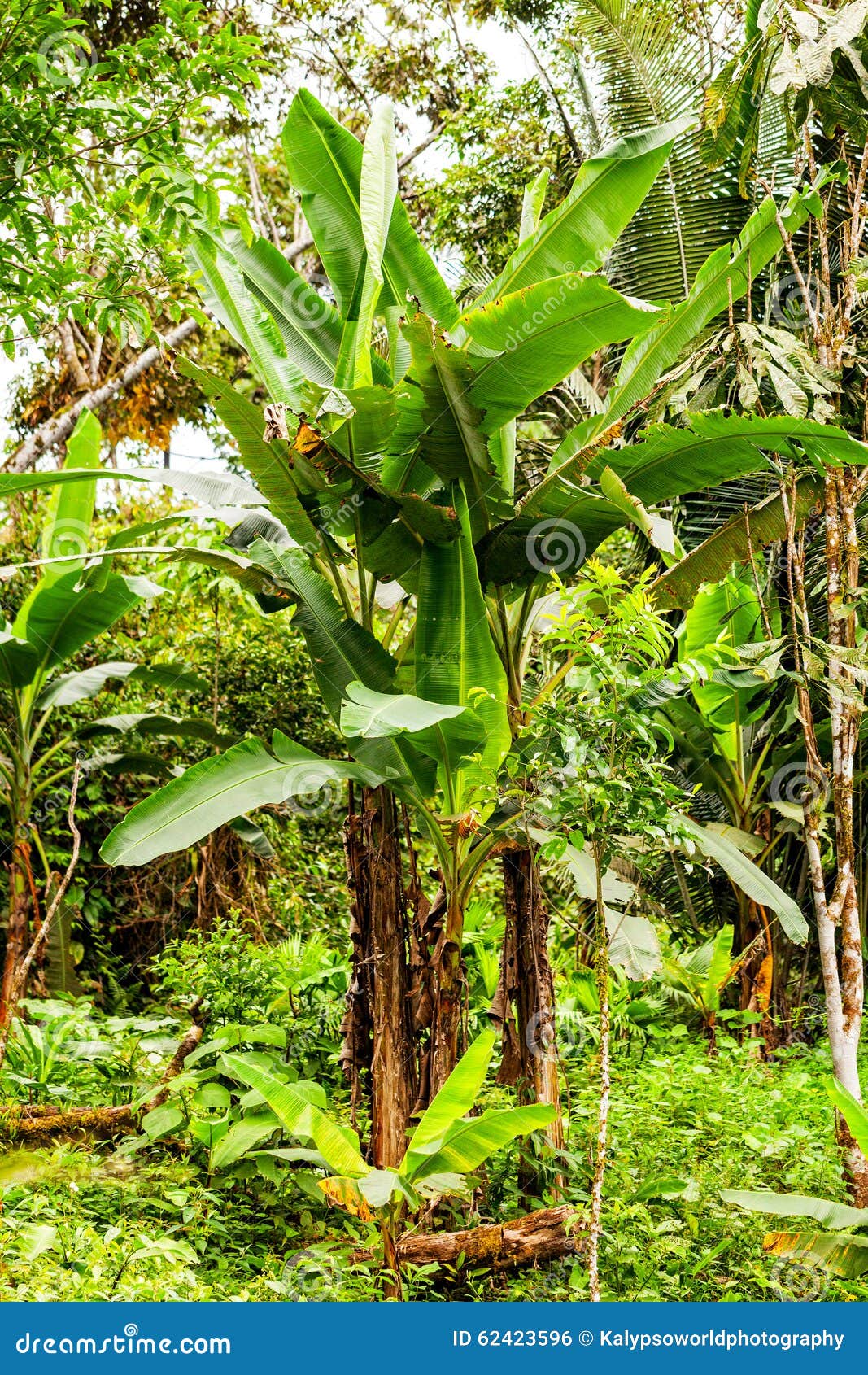 Amazon Plants, Ecuador stock photo. Image of outdoor 62423596