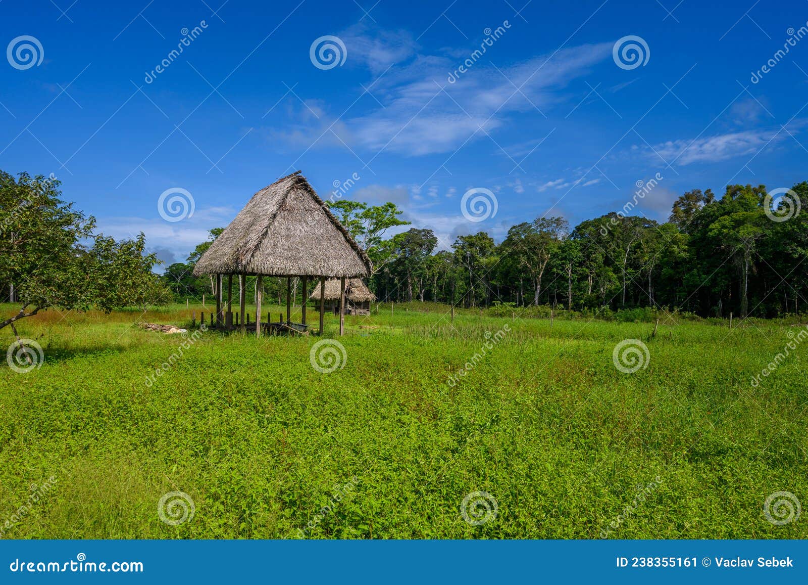 Amazon rain forest stock image. Image of green, isolation 238355161