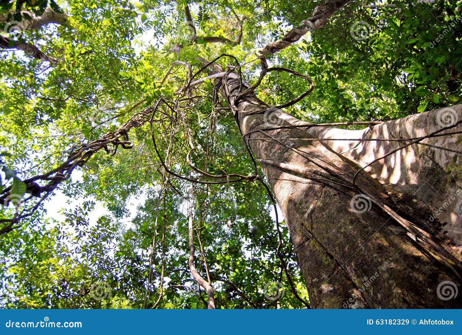 amazon rainforest: nature and plants along the shore of amazon river near manaus, brazil south america