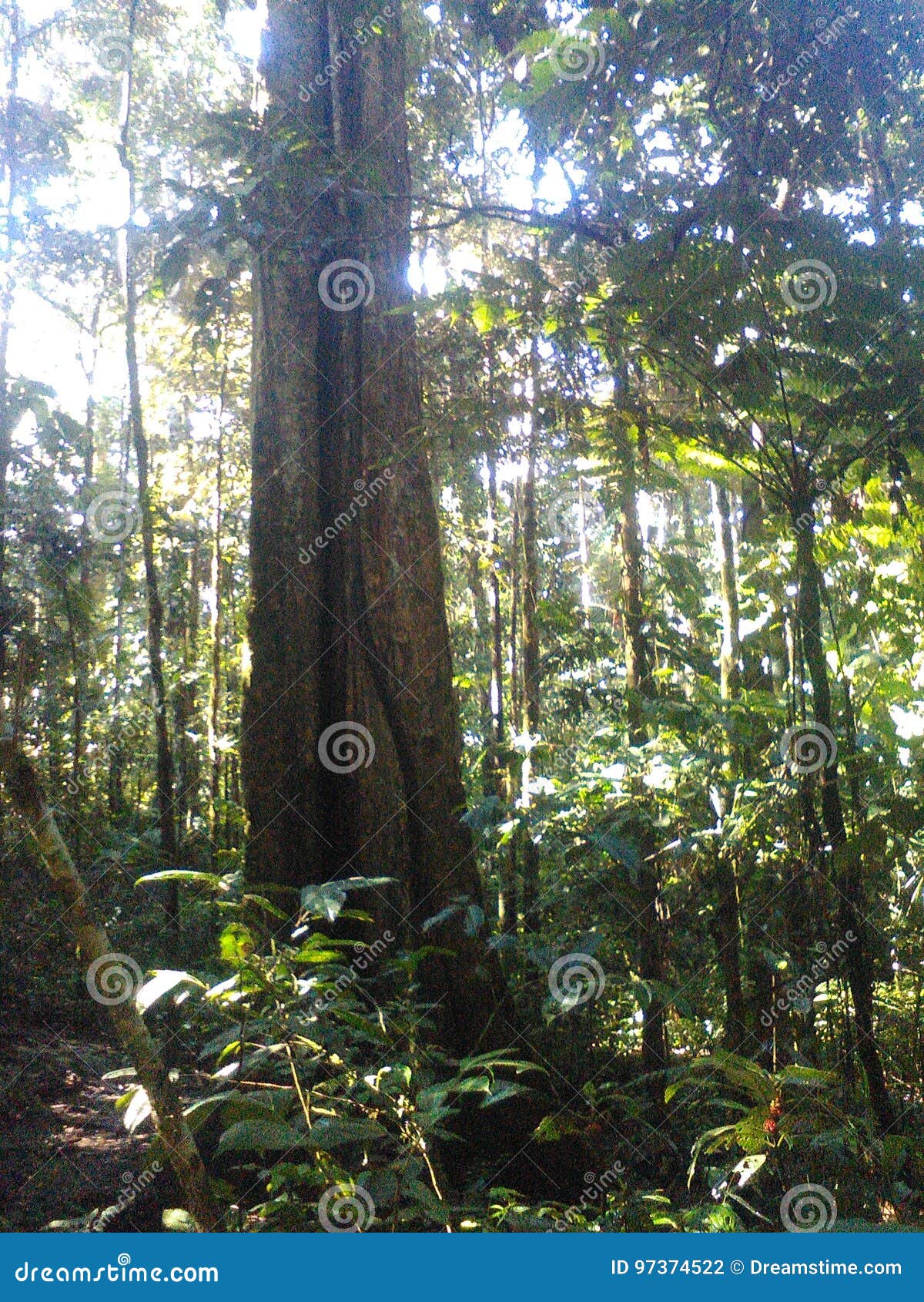 Amazon rainforest stock photo. Image of tropical, amazon 97374522