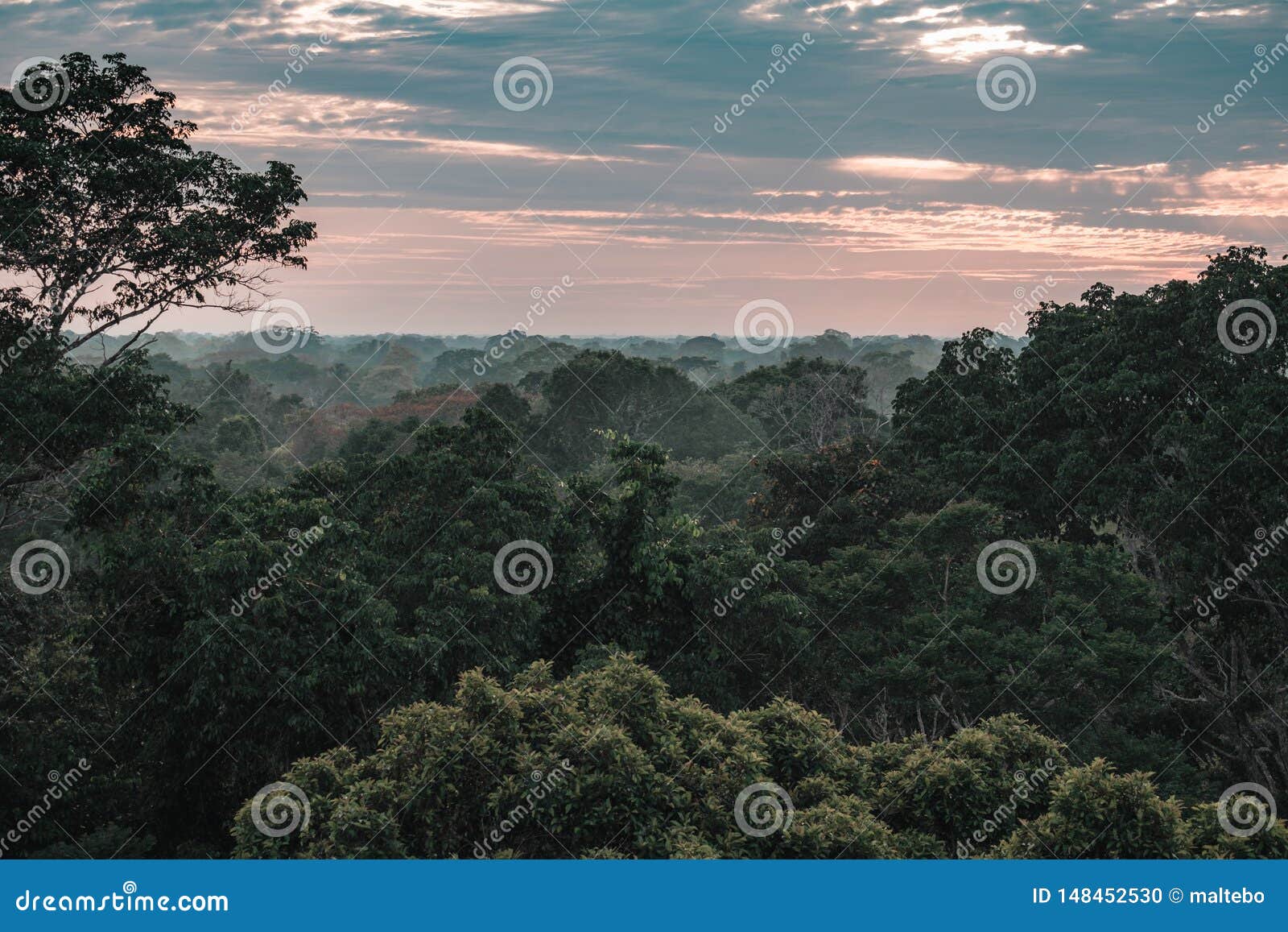 View On The Amazon Rainforest During Sunset Stock Photo Image Of