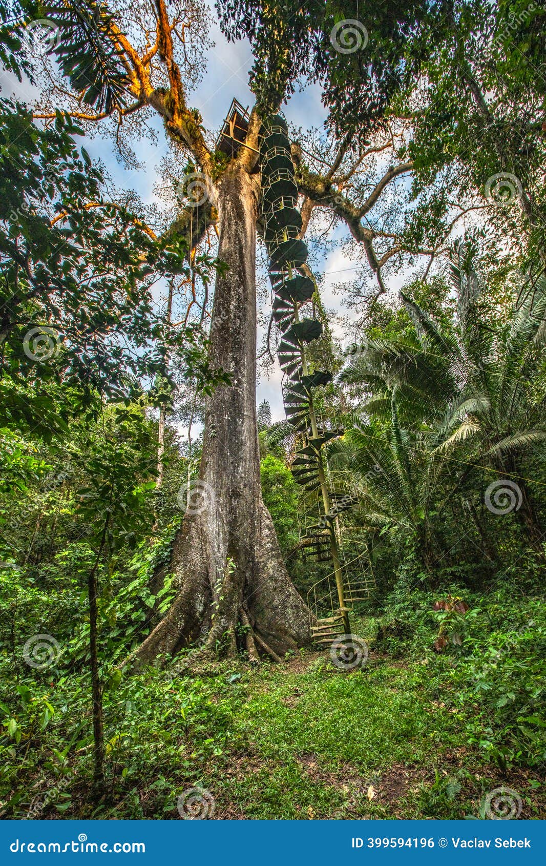 215 Tronc Stock Photos - Free \u0026 Royalty-Free Stock Photos from Dreamstime, image size:1066x1690