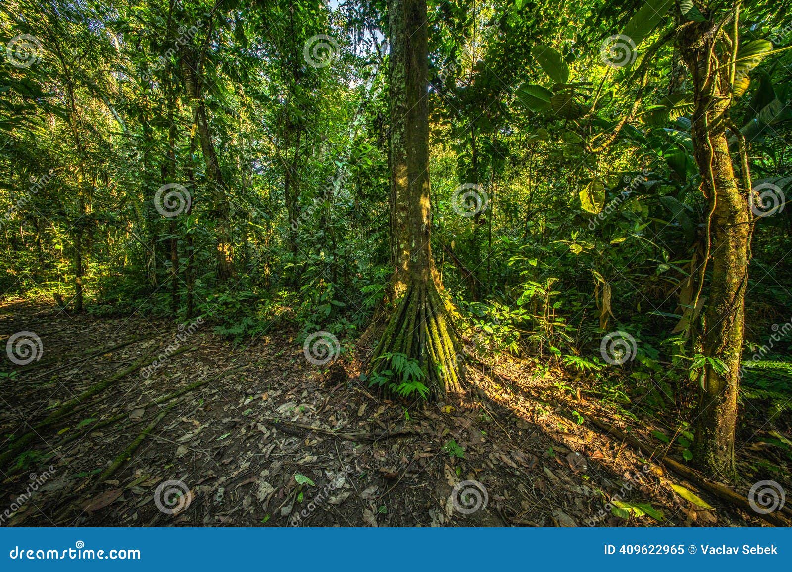 215 Tronc Stock Photos - Free \u0026 Royalty-Free Stock Photos from Dreamstime, image size:1600x1156