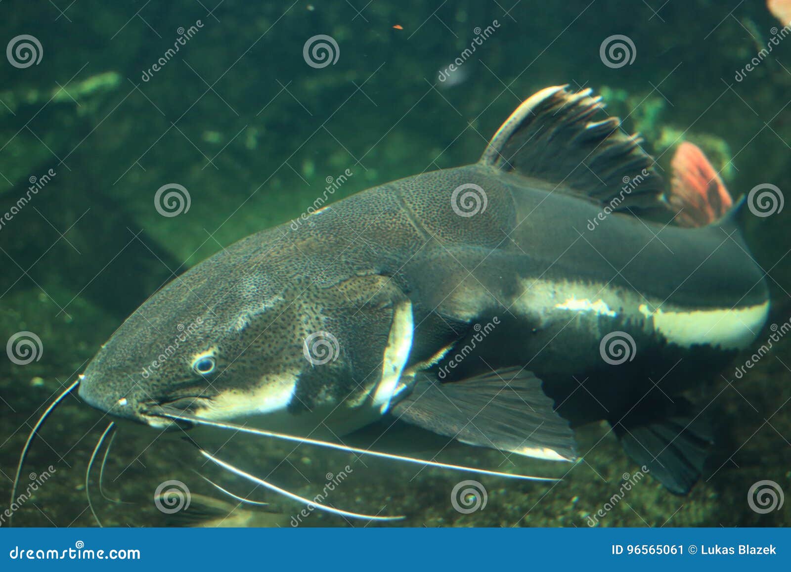 Amazon redtailed catfish stock image. Image of fish, catfish 96565061