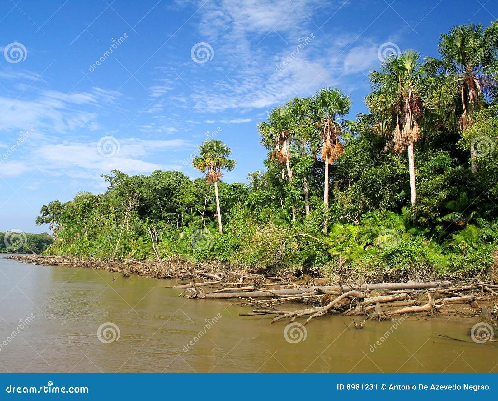 Amazon river stock image. Image of island, moist, blue 8981231