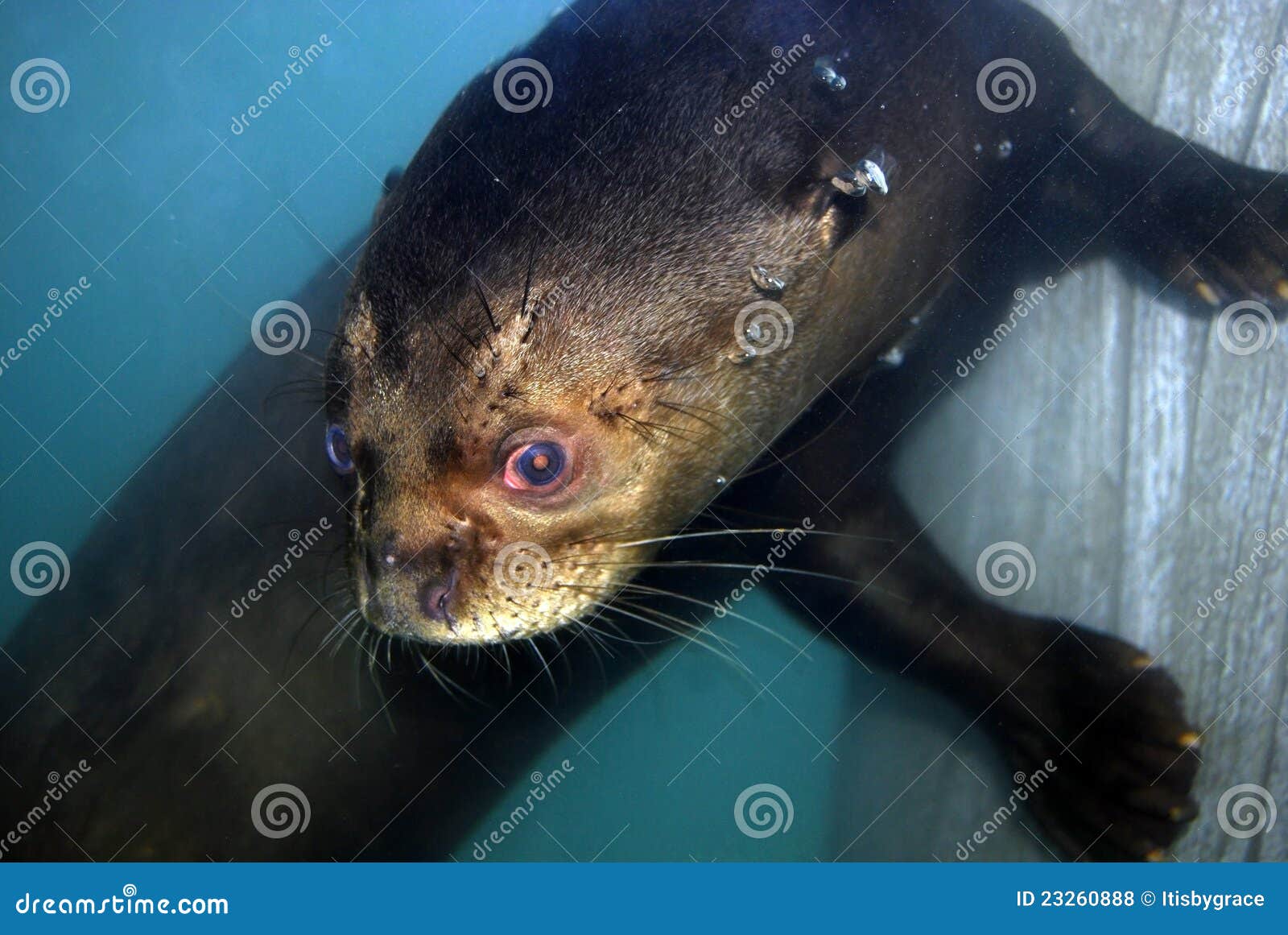 Amazon River Otter Stock Photo Image Of Mammal Swimming Amazon River Otter Stock Photo Image Of Mammal Swimming