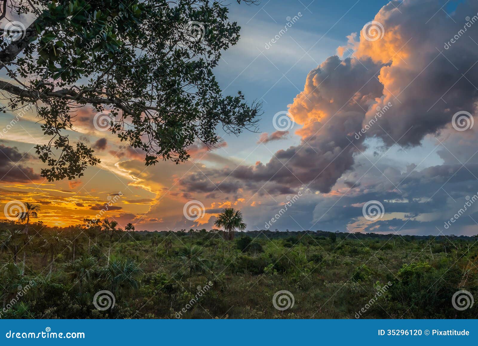 amazon savannah in the peruvian amazon jungle at madre de dios