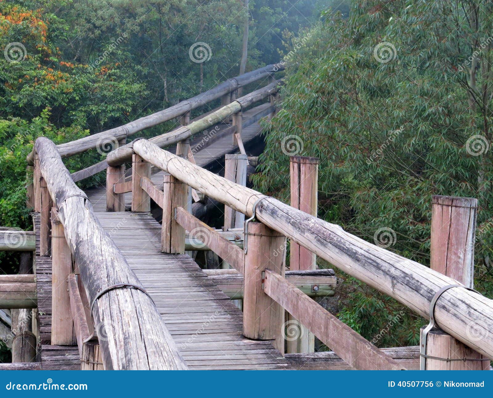 Amazon Trail Ecotourism Forest Stock Photo Image of green, park 40507756