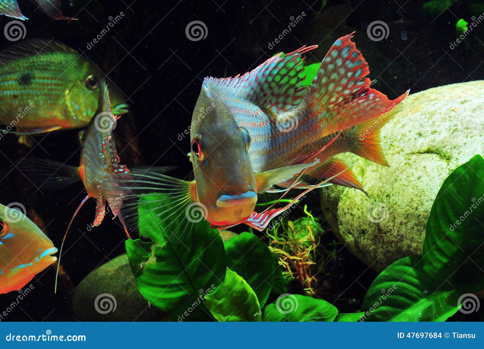 amazon tropical fish