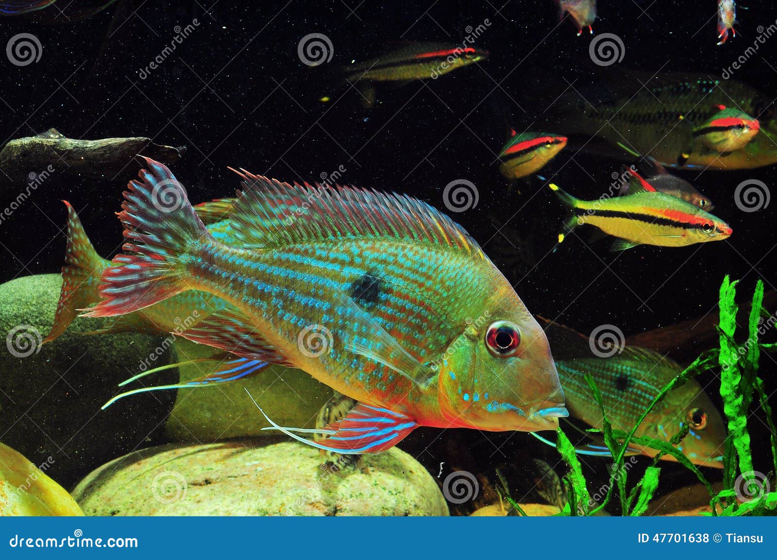 amazon tropical fish