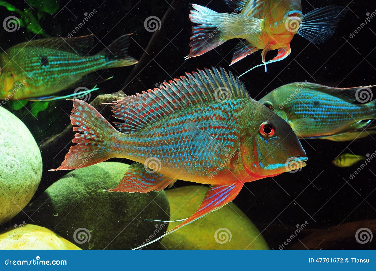 Amazon tropical fish stock photo. Image of sand, araguaia 47701672