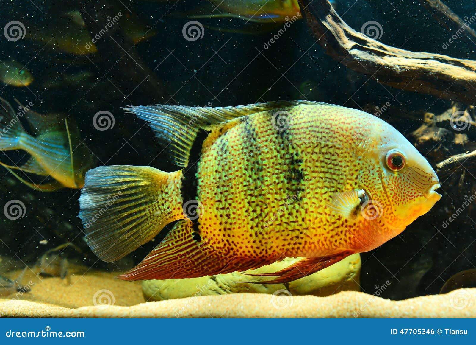 Amazon tropical fish stock photo. Image of sand, angel 47705346