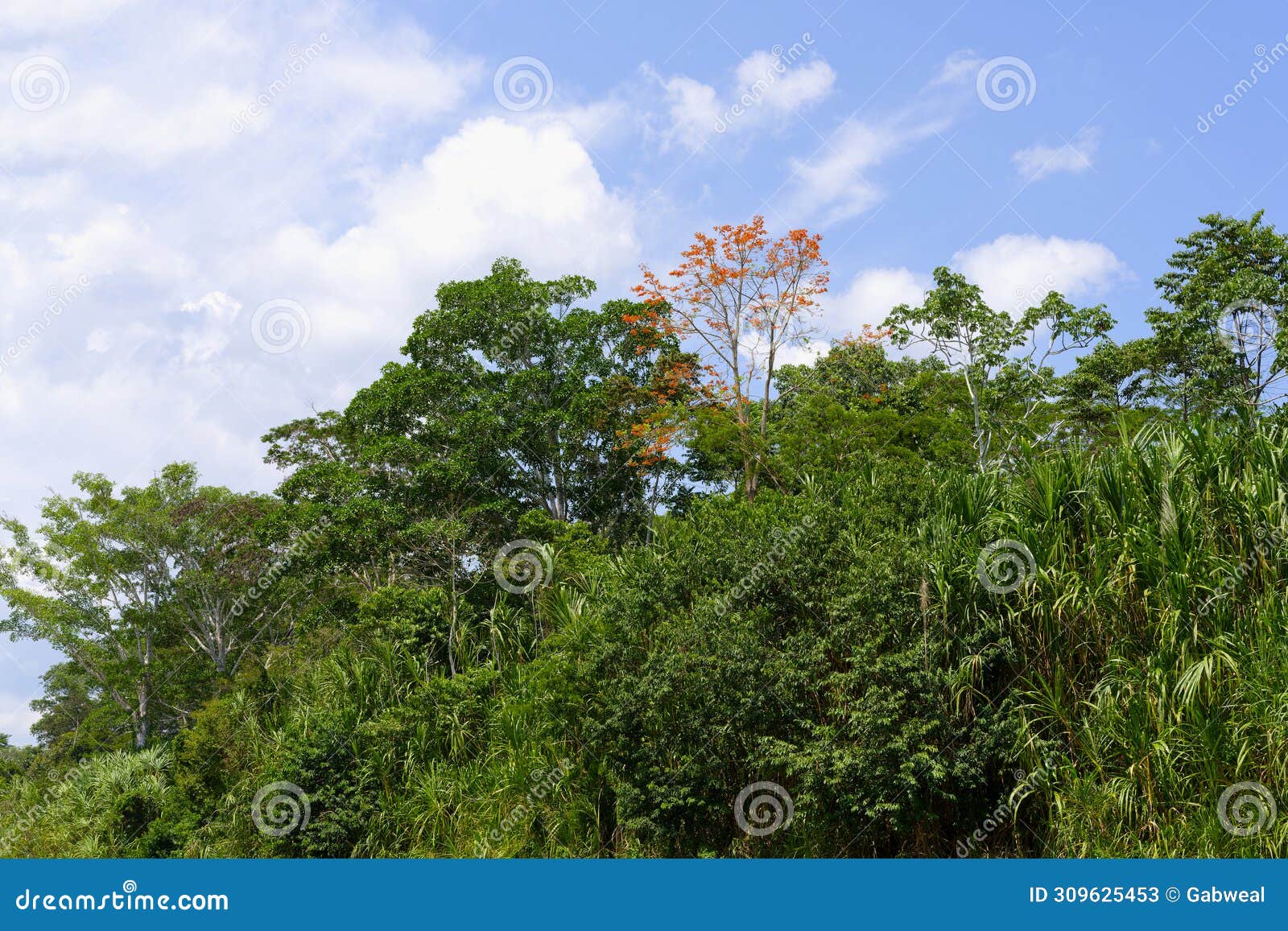 amazon tropical rain forest, rio colorado, peruvian amazon, peru