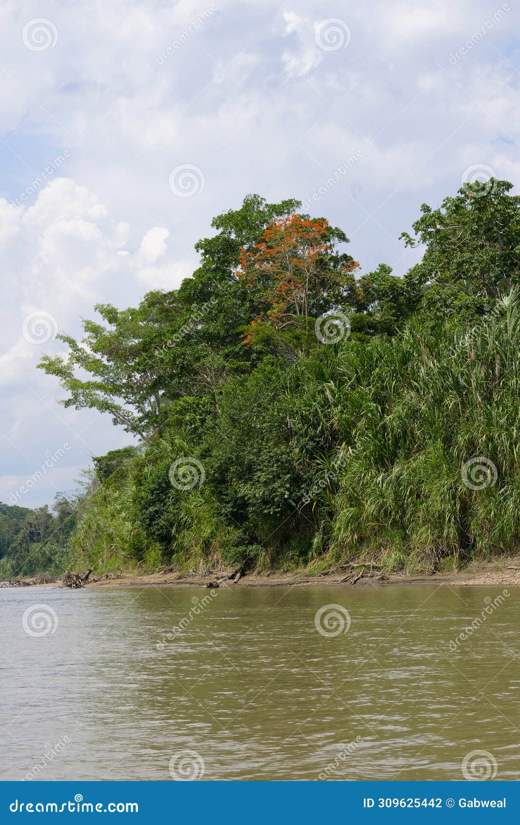 amazon tropical rain forest, rio colorado, peruvian amazon, peru