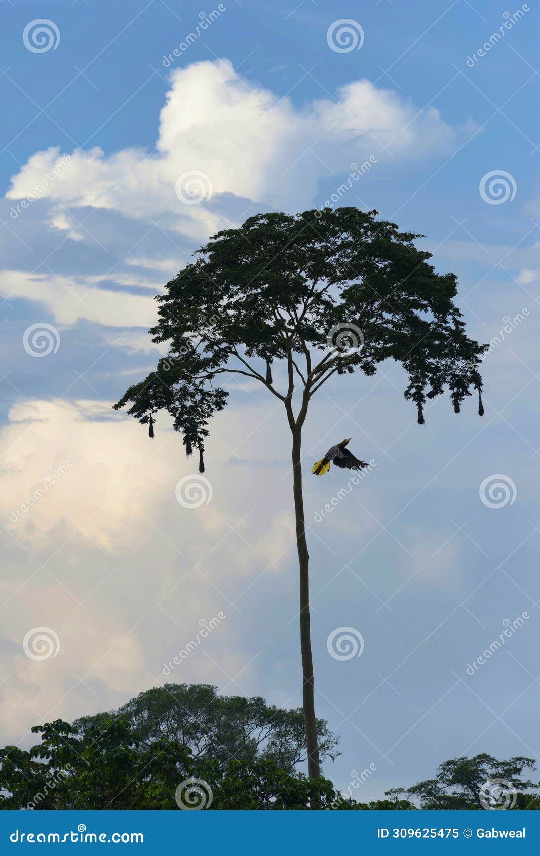 amazon tropical rain forest, rio colorado, peruvian amazon, peru