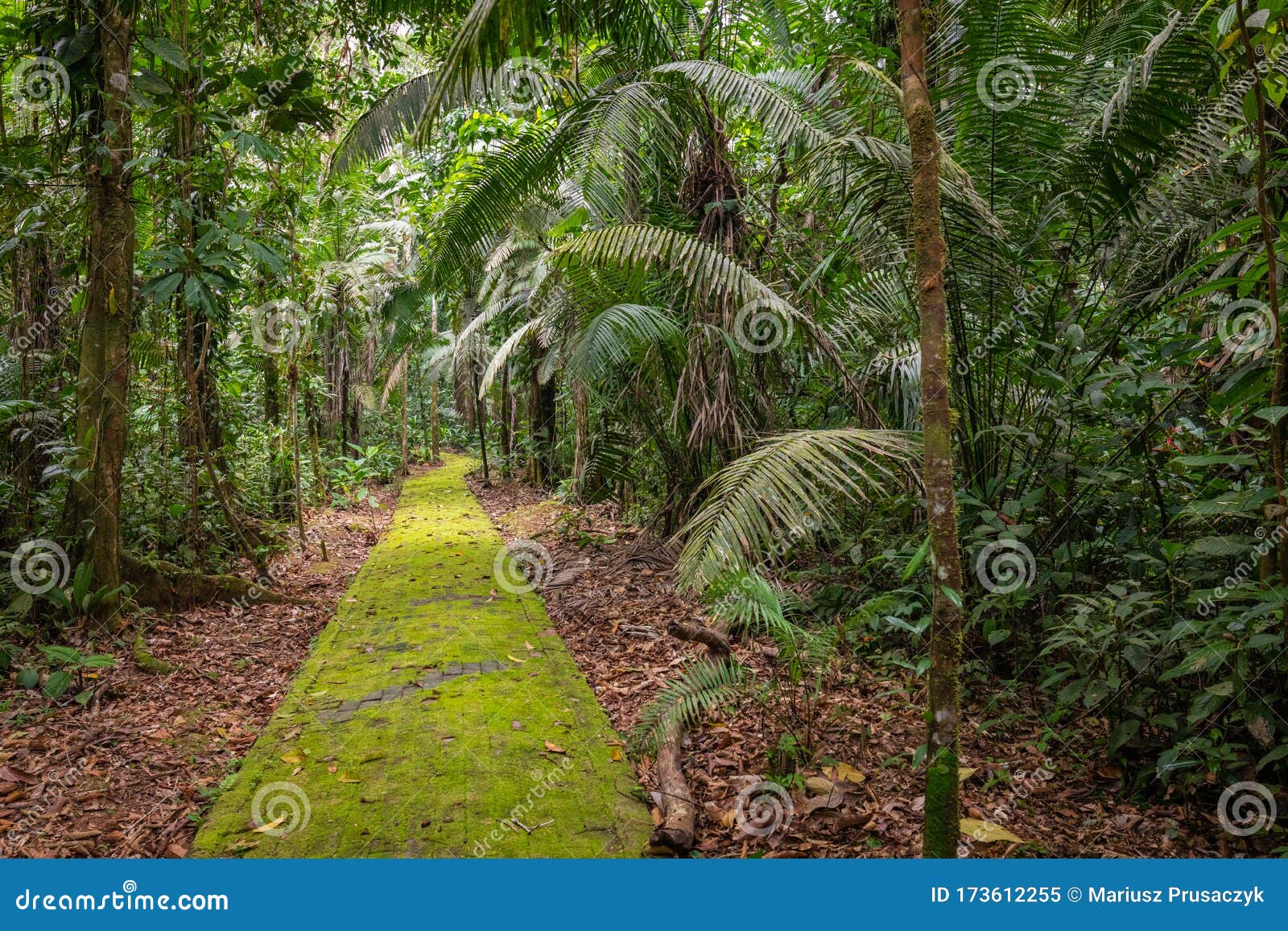 Amazon. Tropical Rainforest. Jungle Landscape. Amazon Yasuni National
