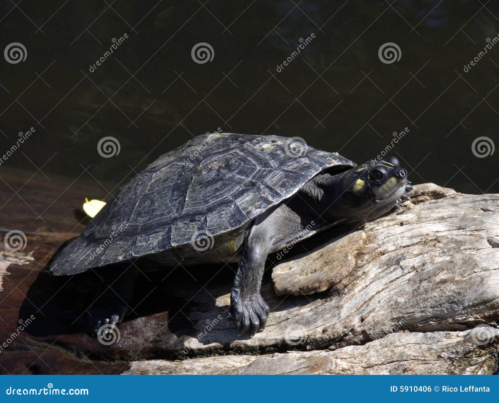 Amazon turtle stock photo. Image of turtle, barbel, herbivore 5910406