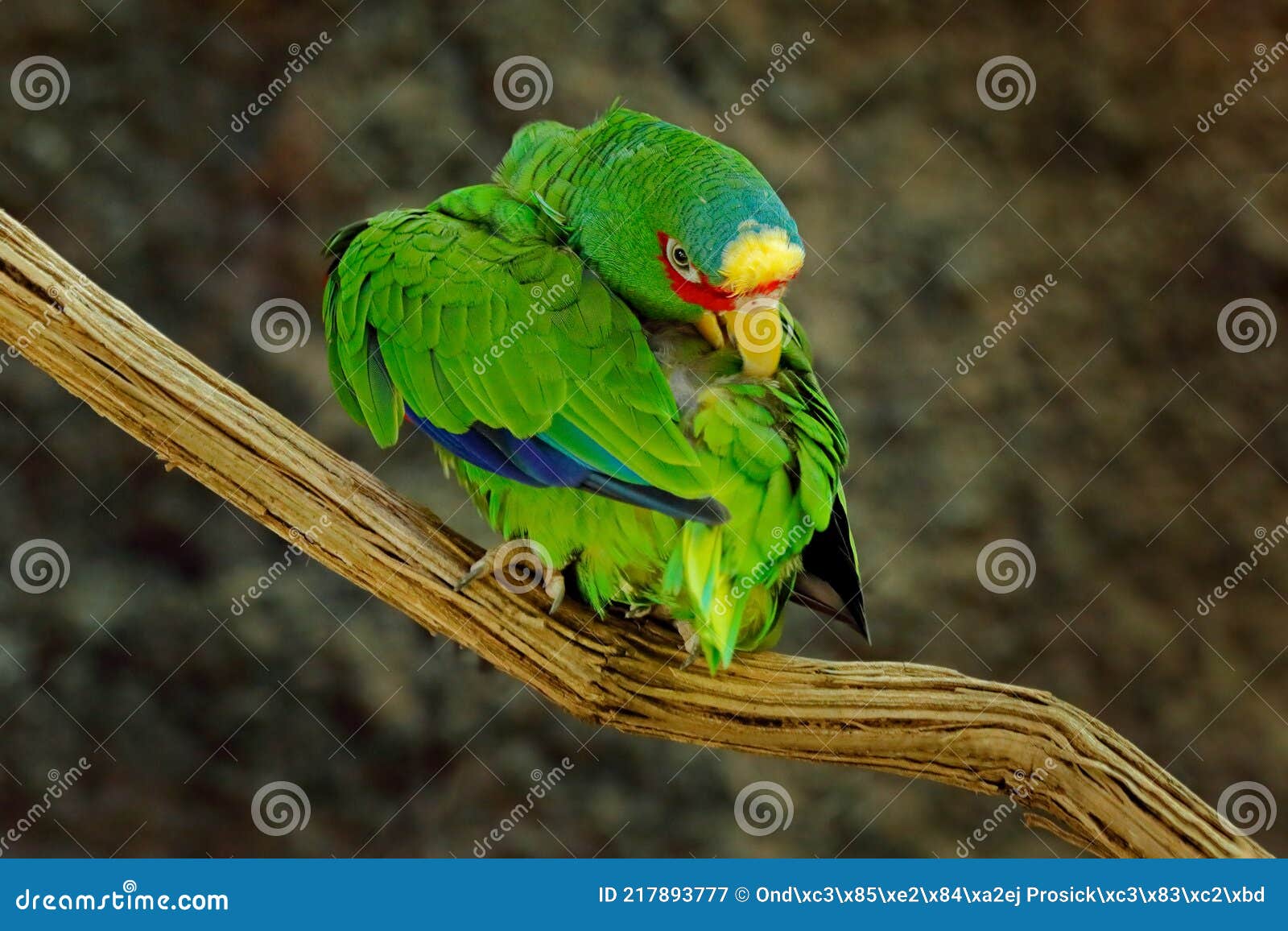 amazona albifrons, green parrot white-fronted amazon, colorful bird from mexico. bird cleaning plumage feather on the tree branch