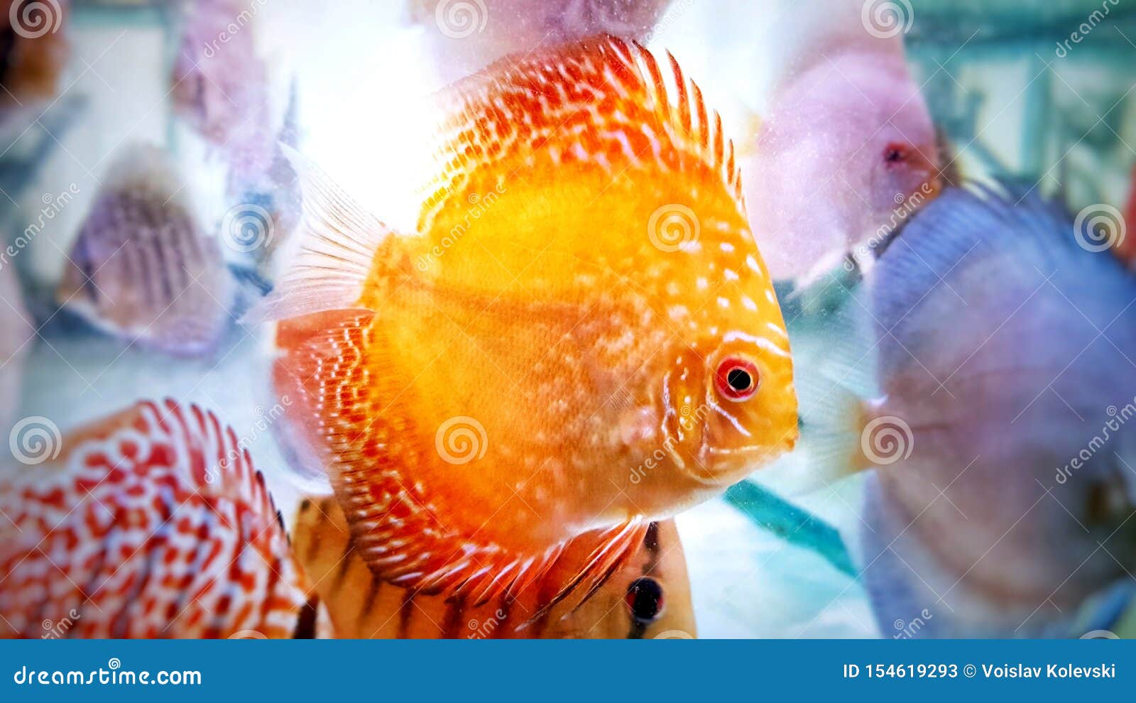 ian Discus Fish - Symphysodon Discus Stock Image - Image of