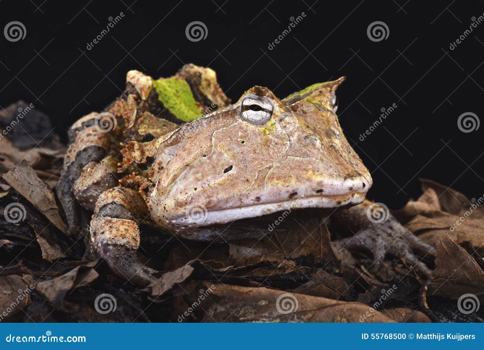 amazonian horned frog (ceratophrys cornuta)