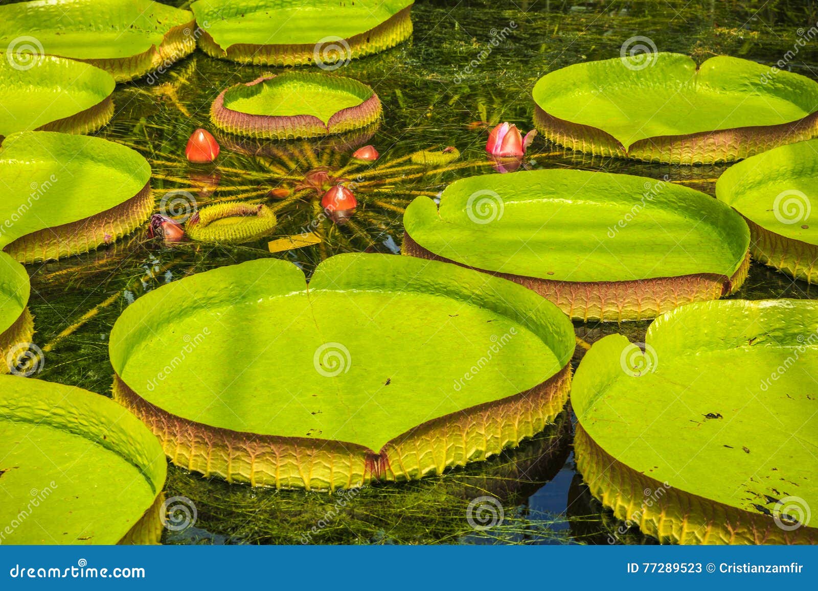 Amazonian water lilies stock image. Image of colorful 77289523