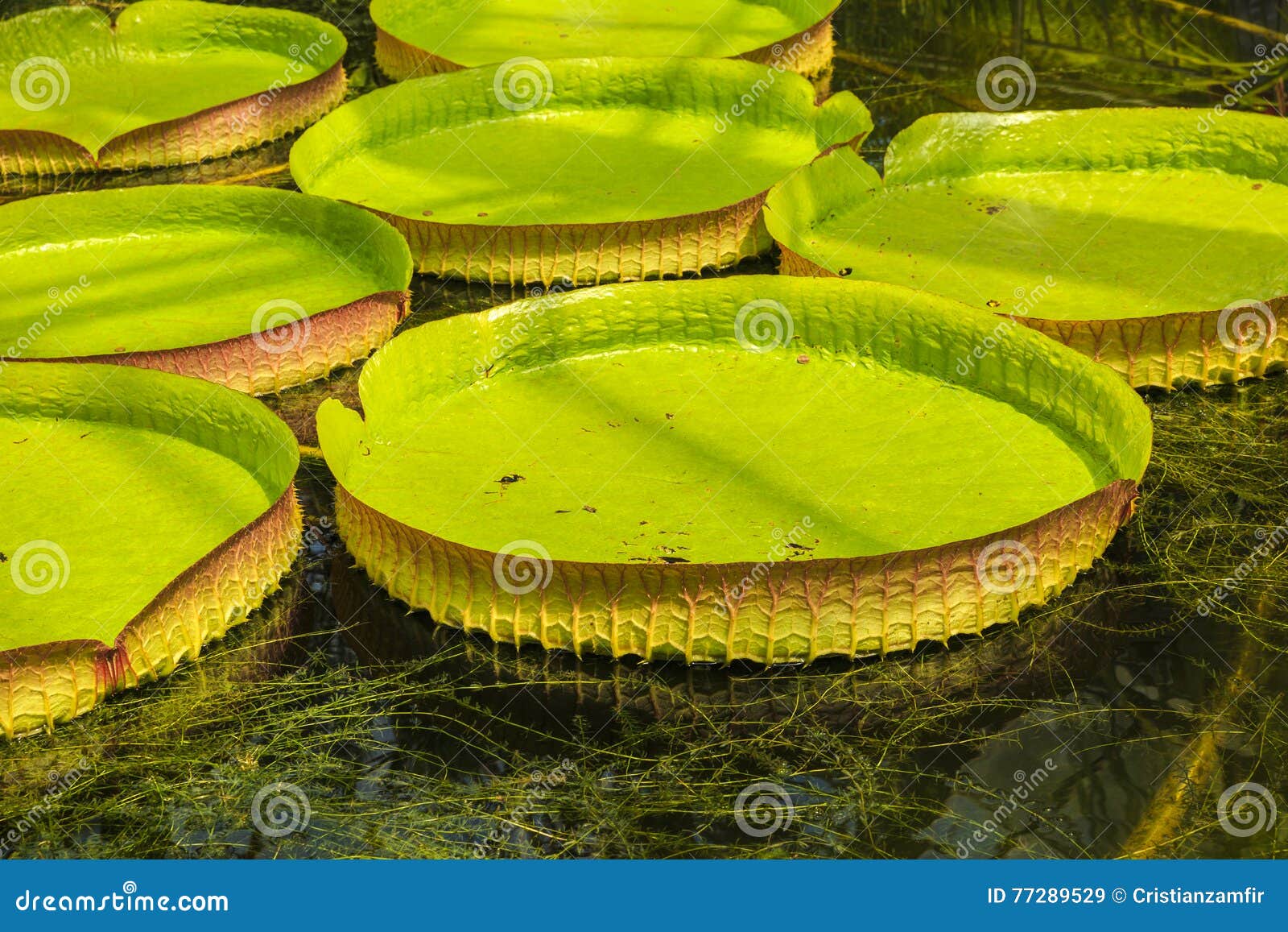 Amazonian water lilies stock image. Image of flora, green 77289529