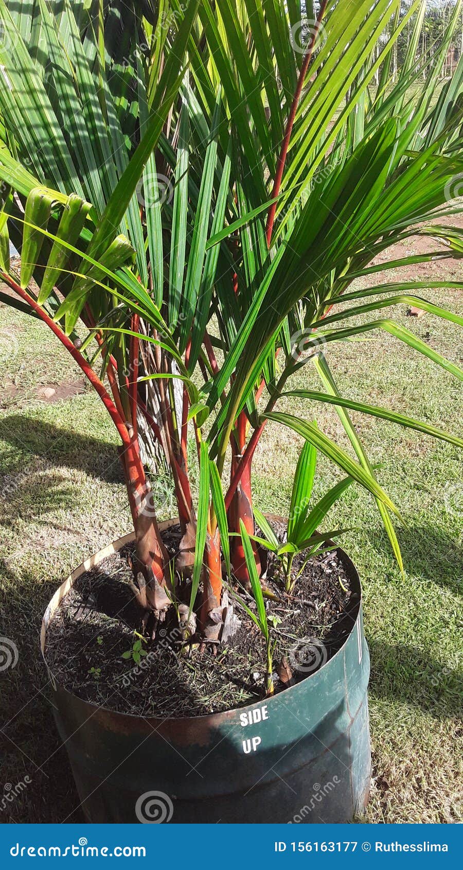 Small amazon palm trees stock image. Image of negro 156163177