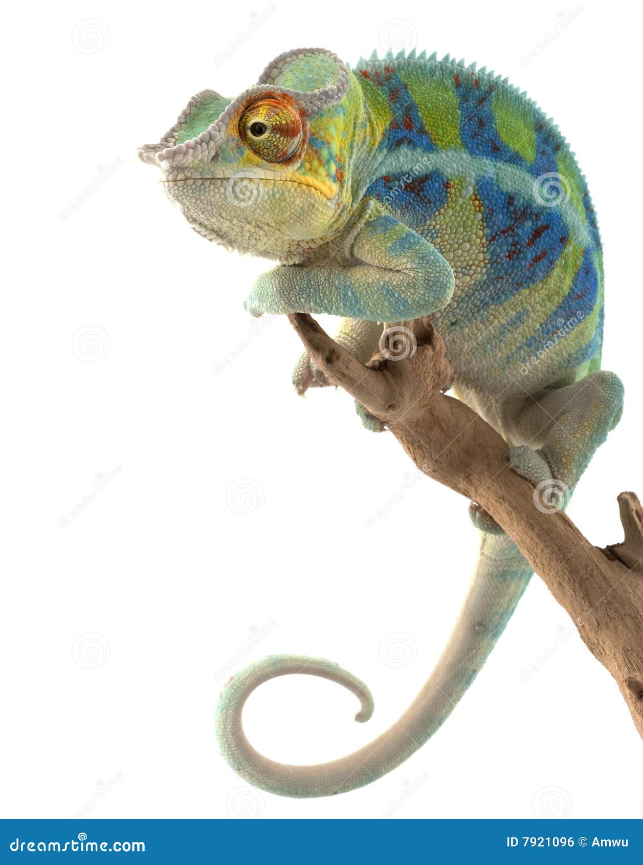 Ambanja Leoparden Chamaleon Stockfoto Bild Von Chamaleon Leoparden