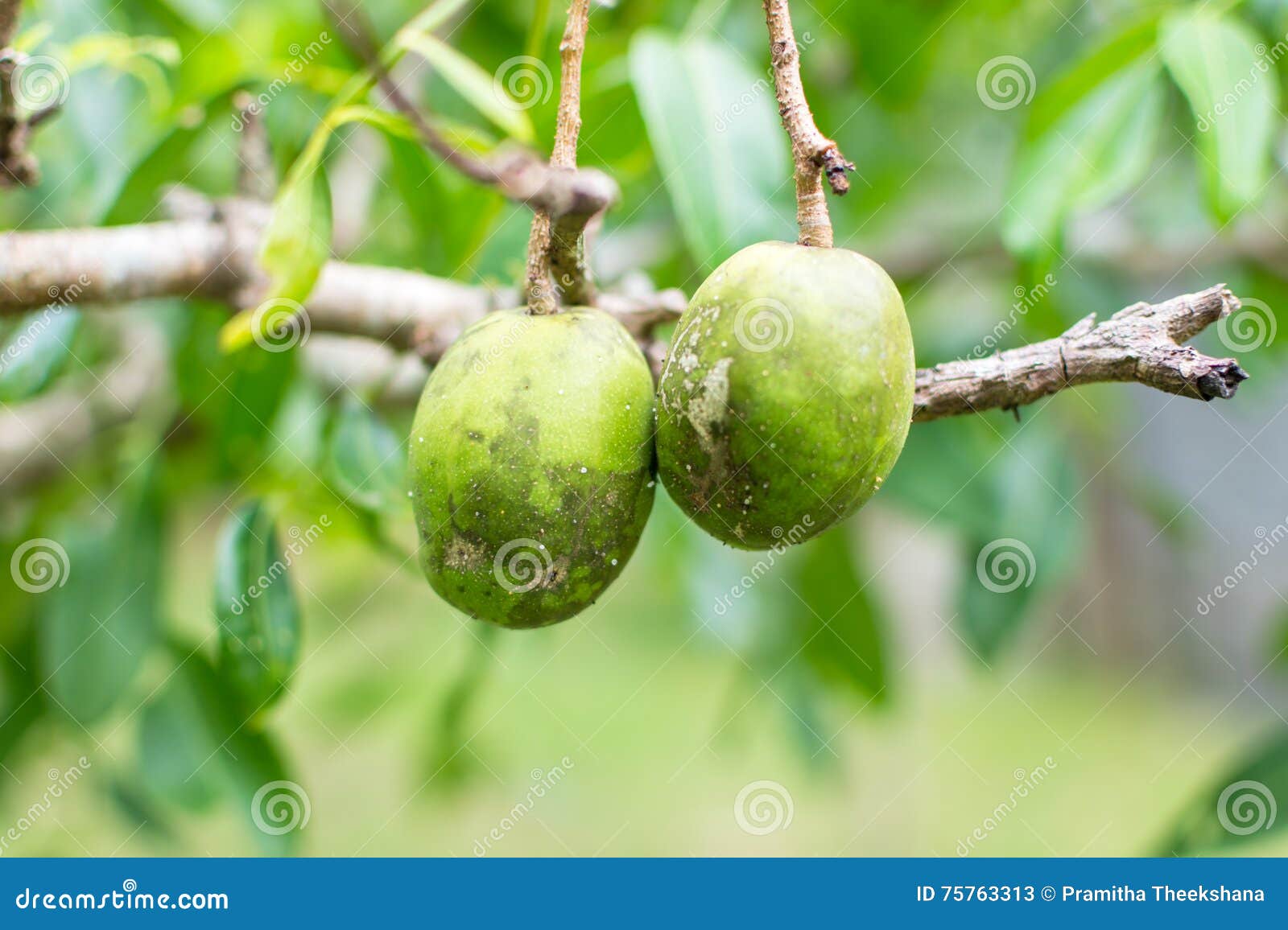 ambarella fruit