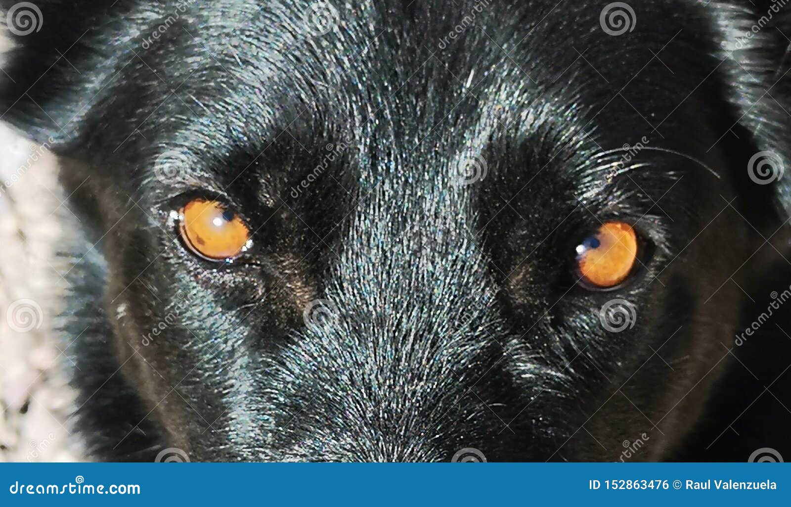 Amber Eyes In Dogs