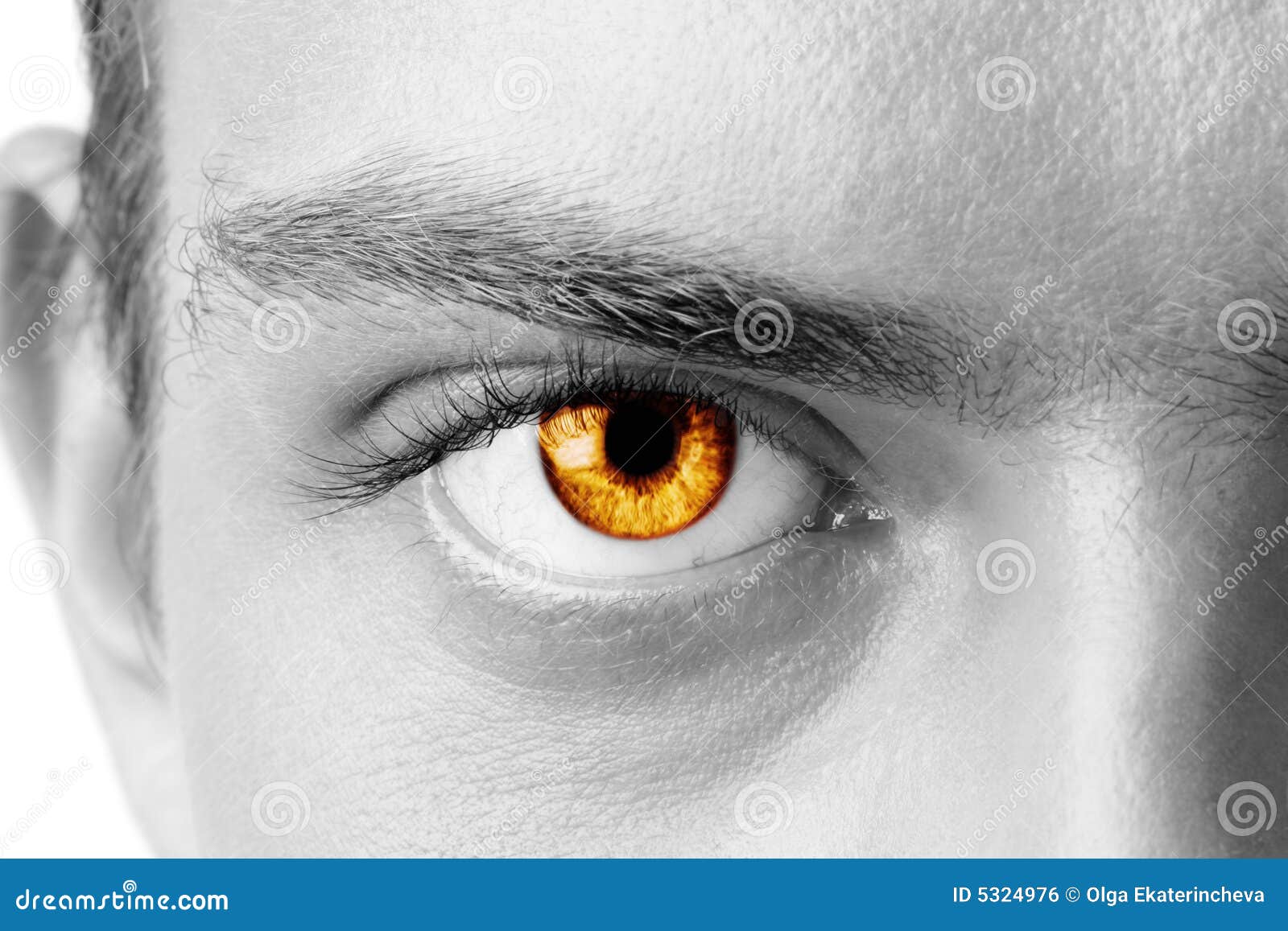 Amber Eyes Photos, Download The BEST Free Amber Eyes Stock Photos