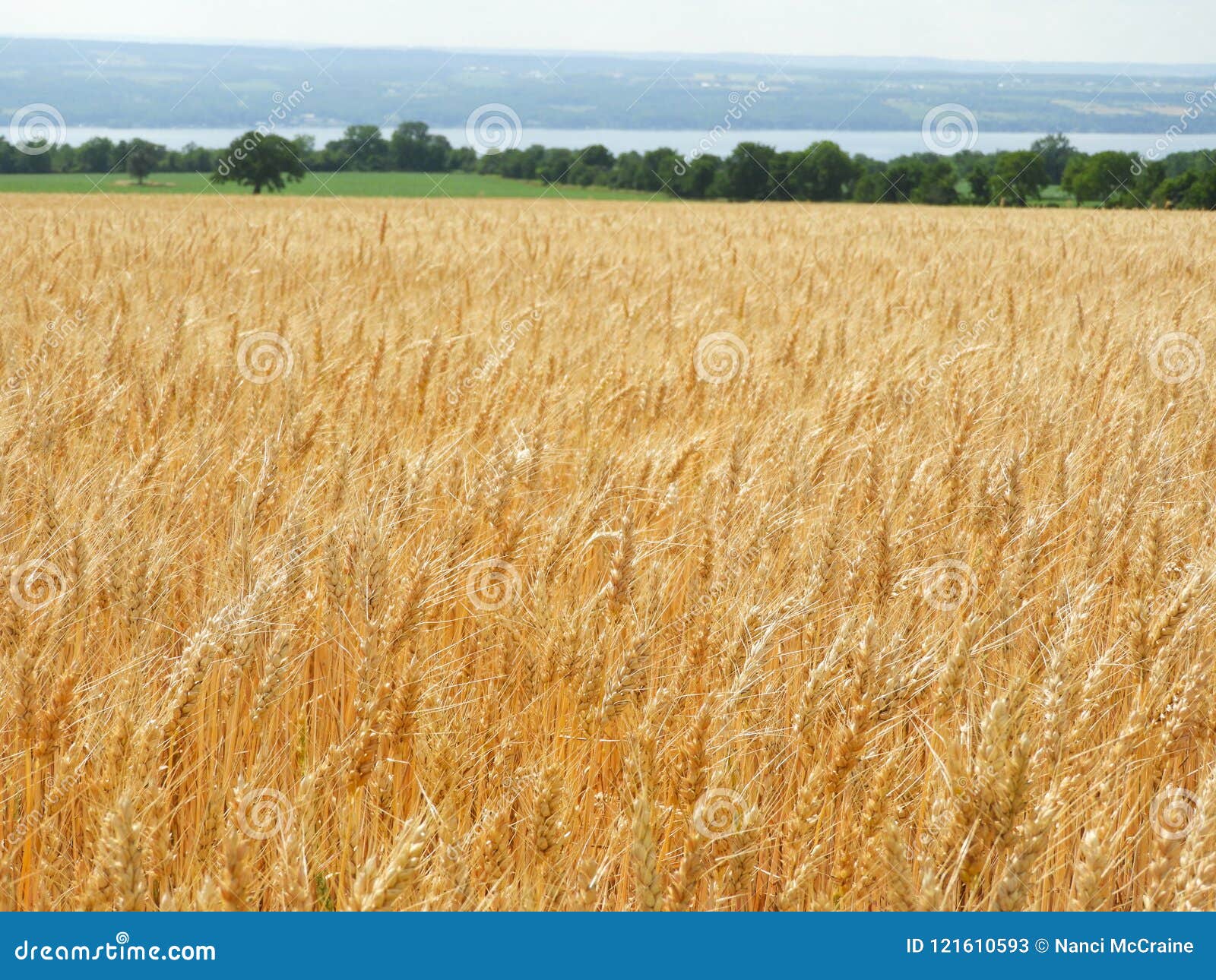 amber waves of grain in nys countryside