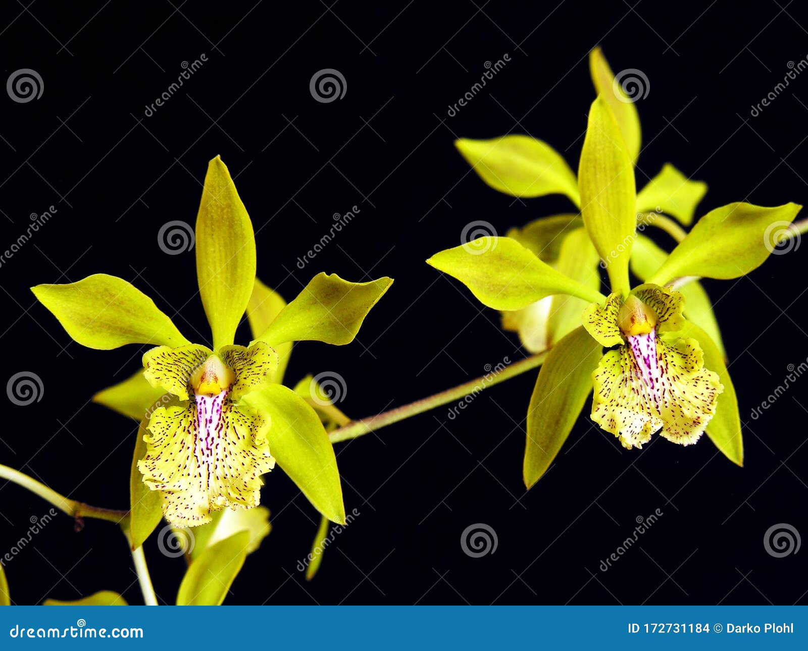 ambiguous encyclia orchid