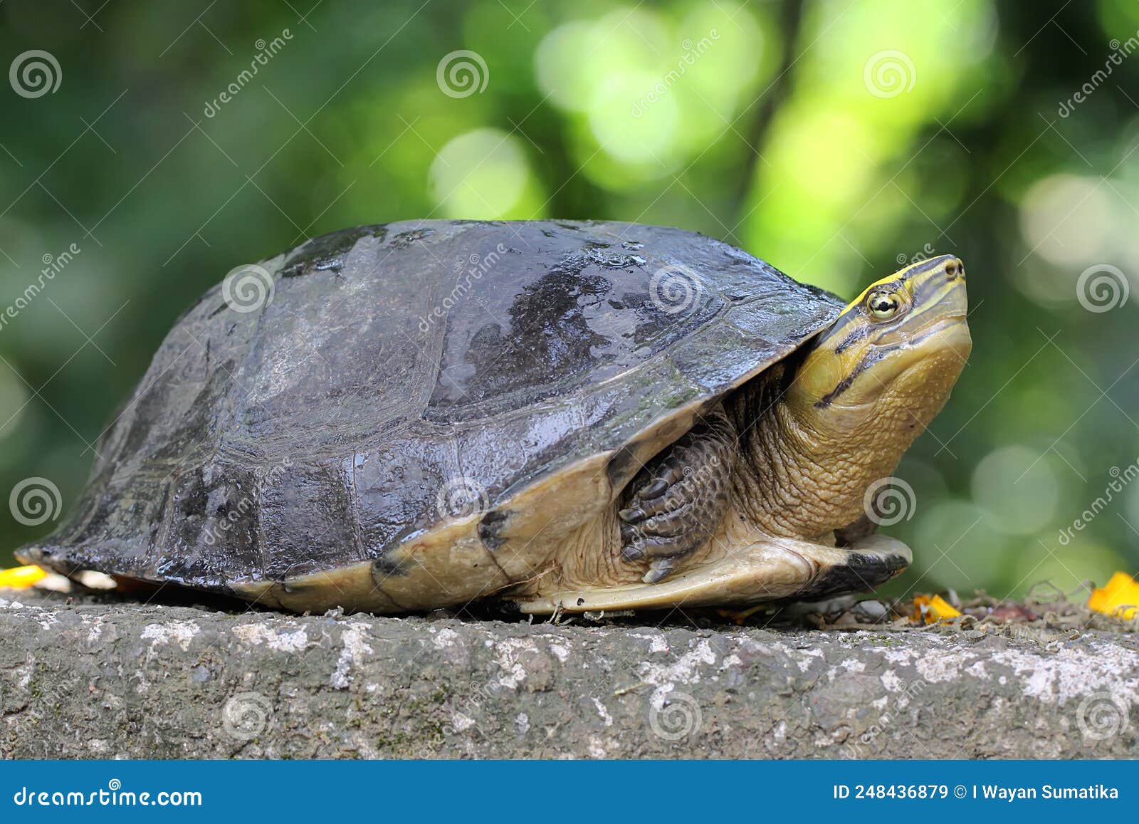 an amboina box turtle or southeast asian box turtle is basking on a rock by the river.