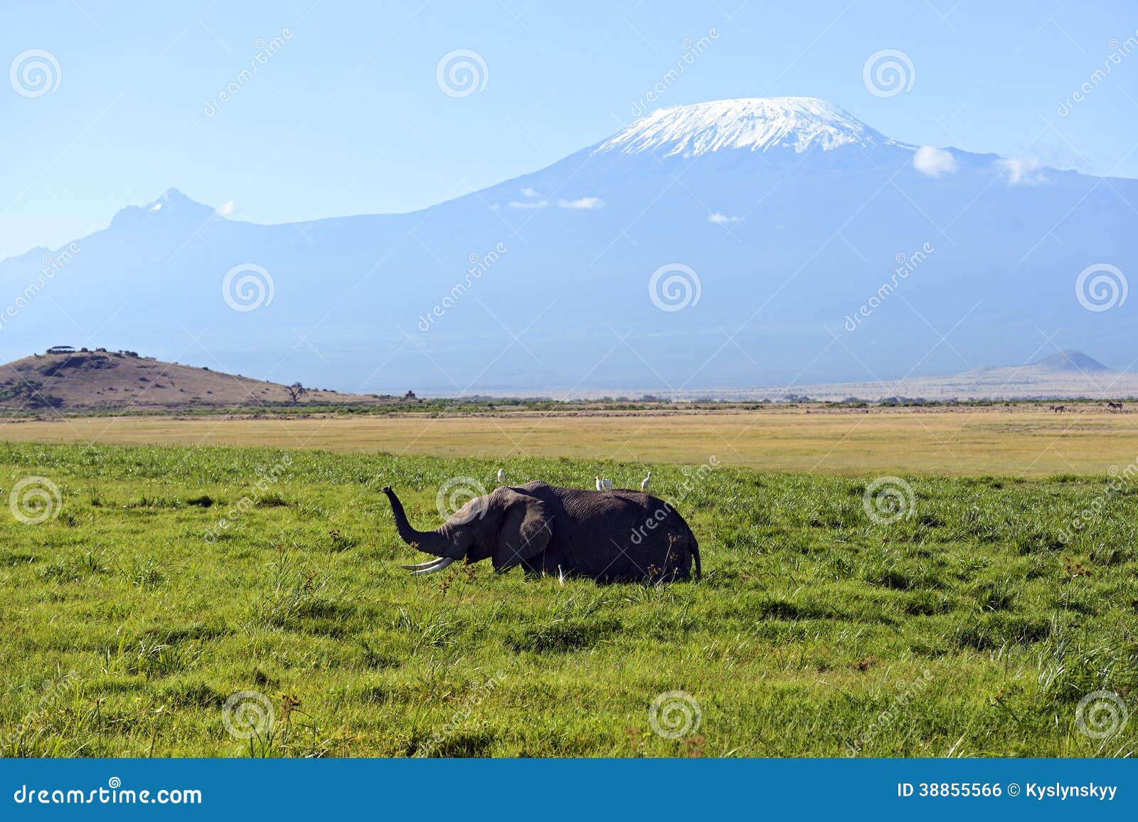 amboseli elephants